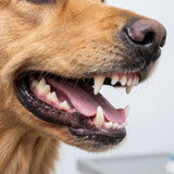 Healthy Gums & Oral Environment