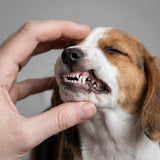 Tartar & Plaque Removal