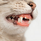 Healthy Gums & Oral Environment