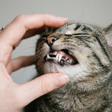 Tartar & Plaque Removal