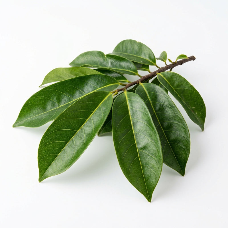 Soursop Leaf