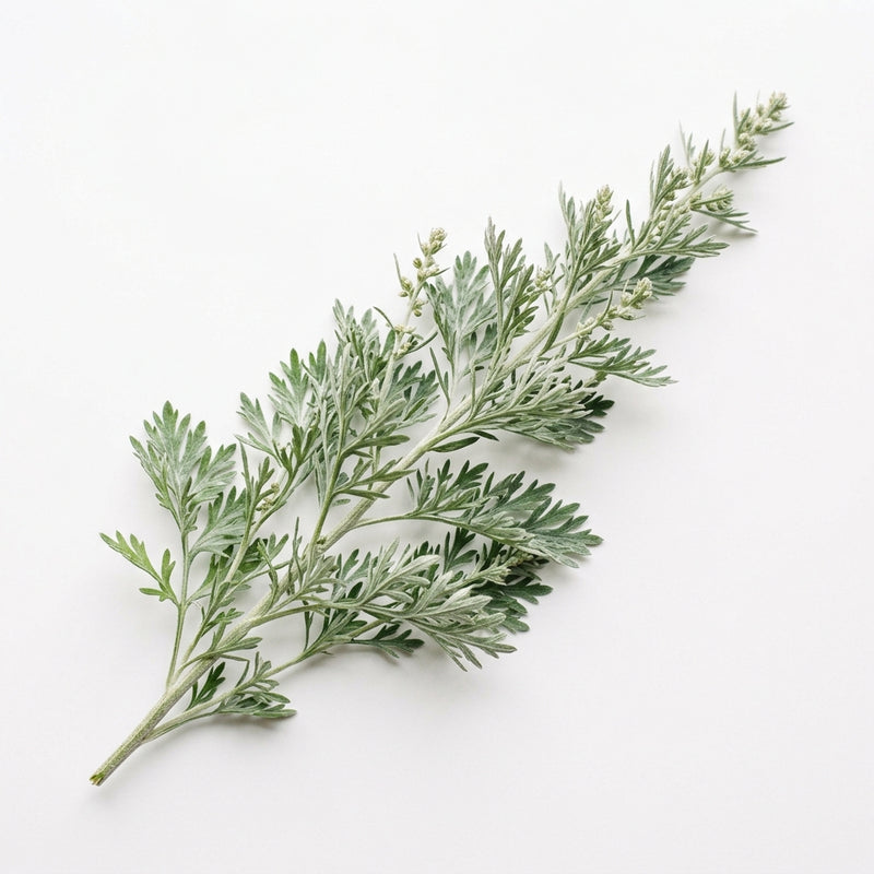 Wild Wormwood